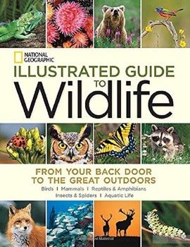 Illustrated Guide to Wildlife