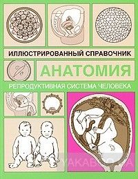 Репродуктивная система человека
