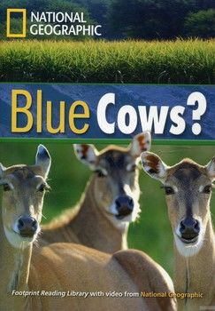 Blue Cows? (+DVD)
