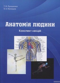 Анатомія людини. Конспект лекцій