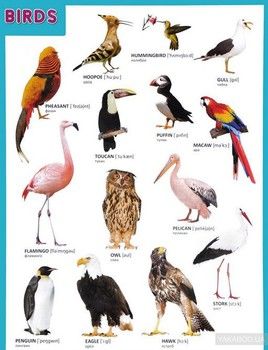 Birds / Птицы. Плакат