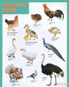 Domestic Birds / Домашние птицы. Плакат