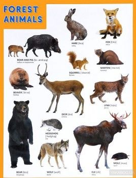 Forest Animals / Лесные обитатели. Плакат