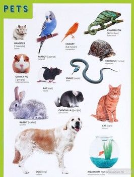 Pets / Домашние питомцы. Плакат
