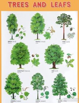 Trees and Leafs / Деревья и листья. Плакат
