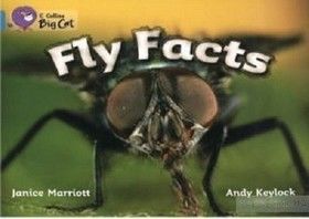Big Cat  7 Fly Facts
