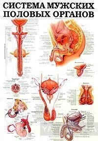 Система мужских половых органов. Предстательная железа. Плакат