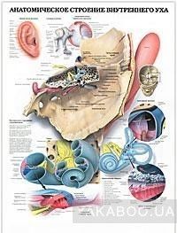 Анатомическое строение внутреннего уха. Преддверно-улитковый орган - орган слуха и равновесия. Плакат
