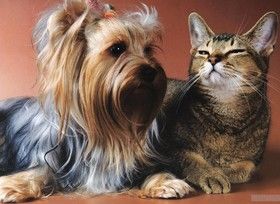 Квартальний календар на 2011 рік. Собака та кішка